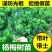 正宗杨梅苗树苗嫁接果树东魁六月杨梅南方盆栽地栽广西果苗大