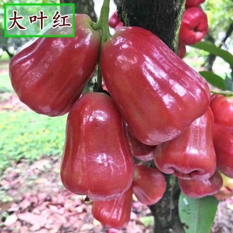 莲雾果嫁接树苗广东发货大叶红黑金刚黑巴掌红莲雾苗当年结果