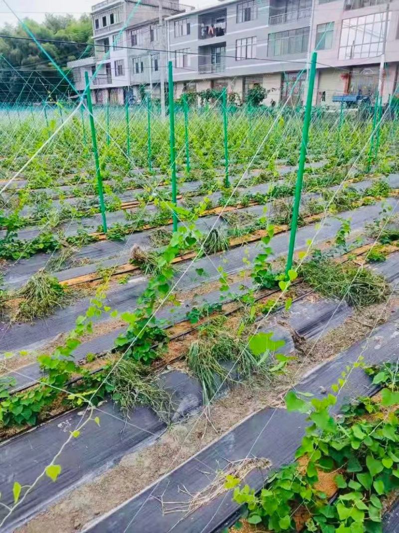 玻璃纤维管百香果八月瓜爪萎猕猴桃立柱豆角黄瓜架子支撑爬杆