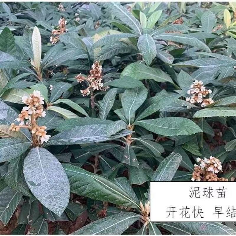 枇杷树苗正宗嫁接双季枇杷大五星枇杷耐寒南北方盆栽地栽当年