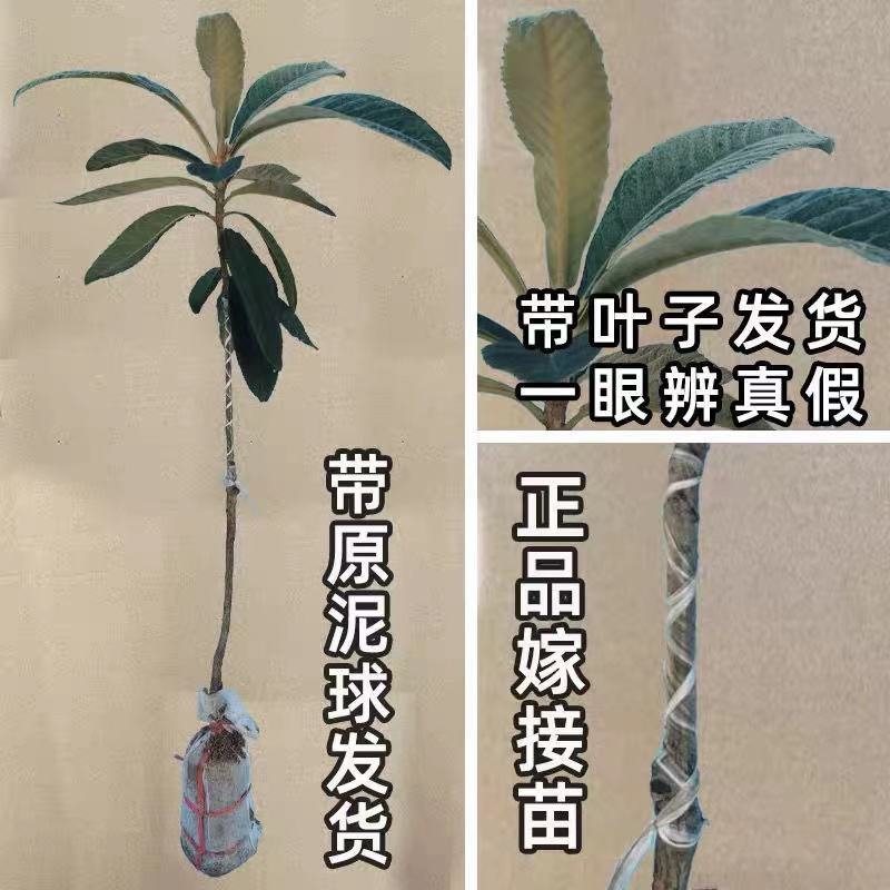 枇杷树苗正宗嫁接双季枇杷大五星枇杷耐寒南北方盆栽地栽当年