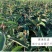 枇杷树苗正宗嫁接双季枇杷大五星枇杷耐寒南北方盆栽地栽当年