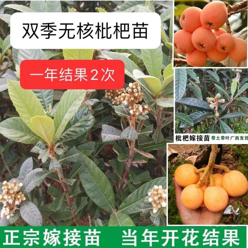 枇杷树苗正宗嫁接双季枇杷大五星枇杷耐寒南北方盆栽地栽当年