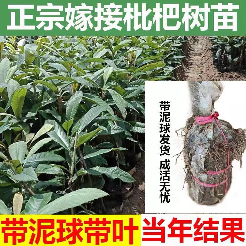 枇杷树苗正宗嫁接双季枇杷大五星枇杷耐寒南北方盆栽地栽当年