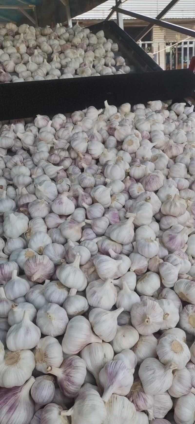 大蒜