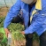 红薯苗全国包邮，1000棵西瓜红品种红薯秧苗蜜薯苗商薯