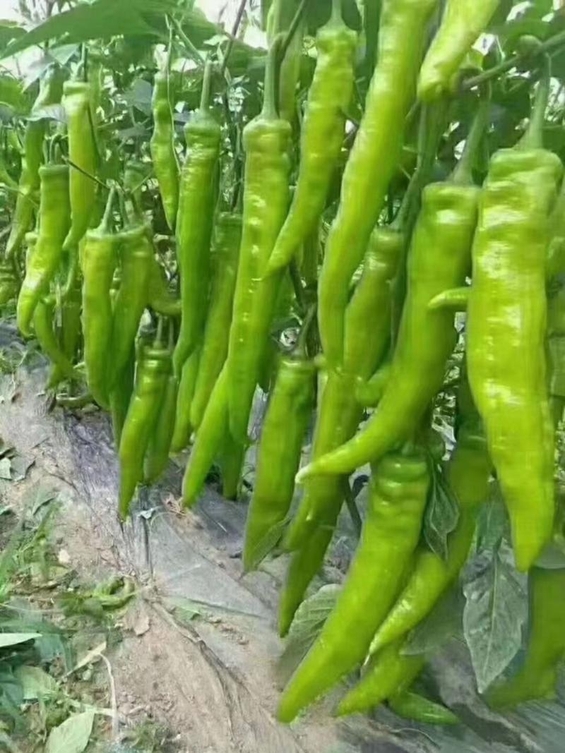【抗病强】牛角椒苗高产的牛角辣椒全国发货技术指导