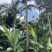 假槟郎种植基地各种规格大量现货低价批发