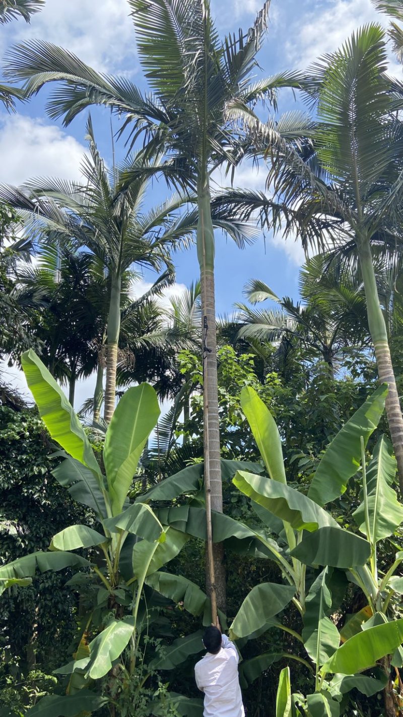 假槟郎种植基地各种规格大量现货低价批发