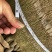假槟郎棕榈树漳州假槟郎种植基地苗农一手货源低价批发