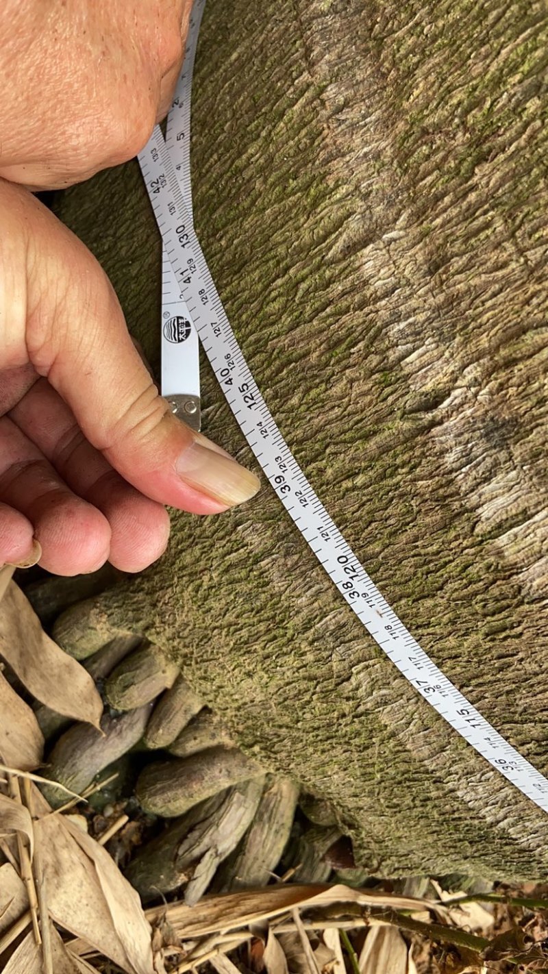假槟郎棕榈树漳州假槟郎种植基地苗农一手货源低价批发
