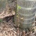 假槟郎棕榈树漳州假槟郎种植基地苗农一手货源低价批发