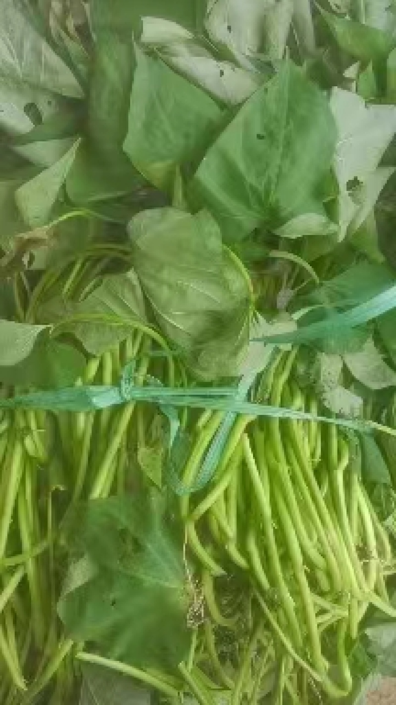 红薯苗