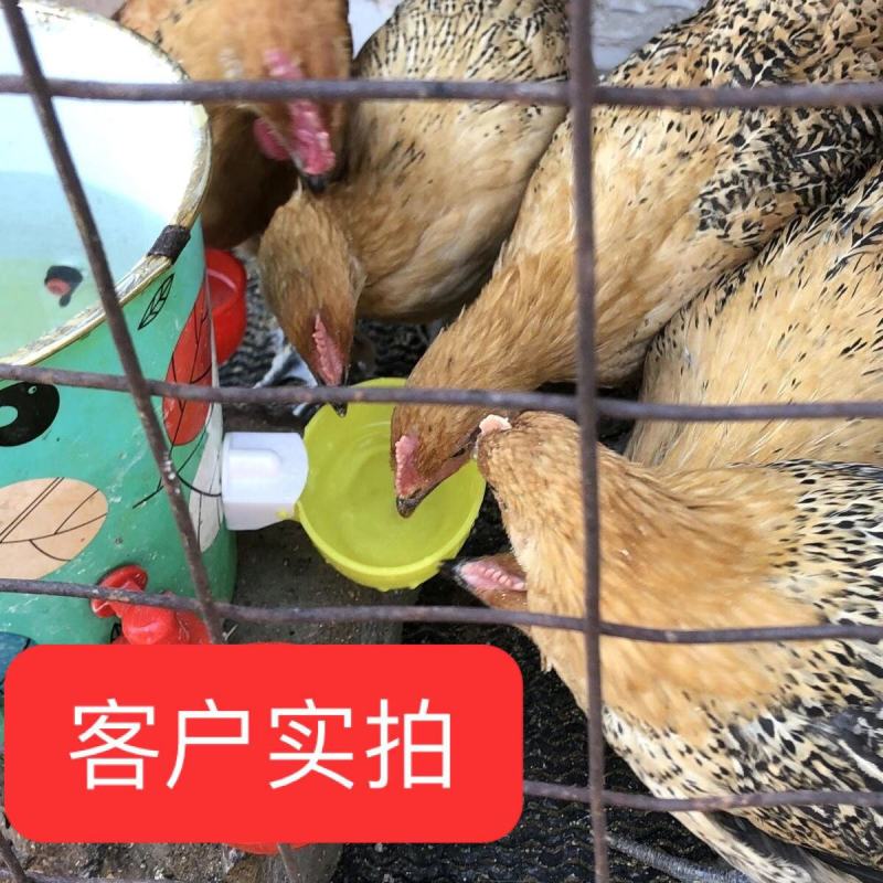 加大号【全网低价】鸡鸭鹅自动饮水器鸽子鹌鹑喂喝水碗家禽鸡