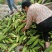 安徽芜湖花玉米，大量上市，供应全国各地，品质好，质量好