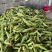 安徽芜湖花玉米，大量上市，供应全国各地，品质好，质量好