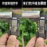 移苗器移栽神器移栽栽苗器草莓玉米挖苗器打洞器种植栽苗器打