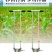 移苗器移栽神器移栽栽苗器草莓玉米挖苗器打洞器种植栽苗器打