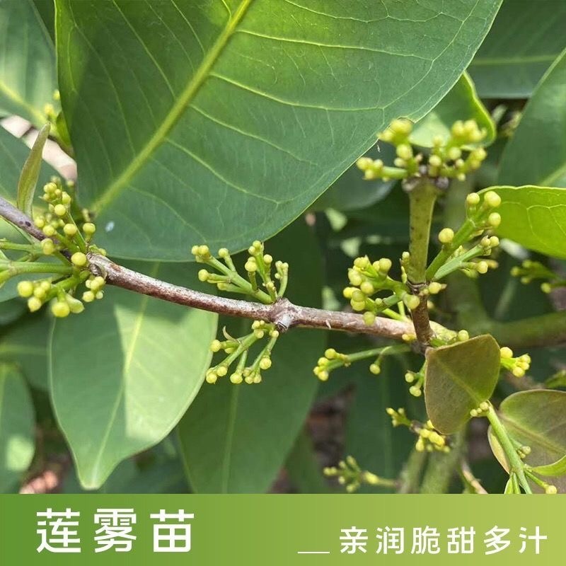 莲雾树苗嫁接黑金刚新品种水果树苗带泥南北方种植四季结果