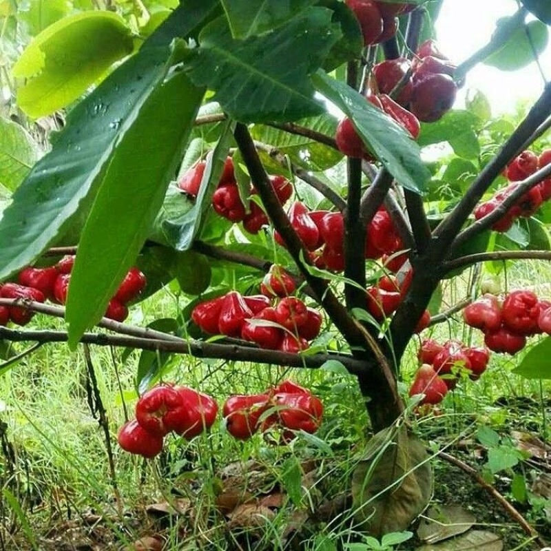 莲雾树苗嫁接黑金刚新品种水果树苗带泥南北方种植四季结果