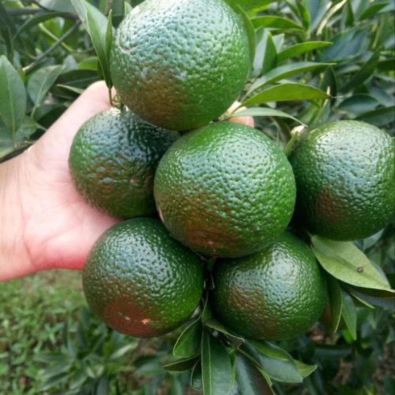 【热销】湖北精品小青柑青柑茶叶果产地一手货源欢迎采购