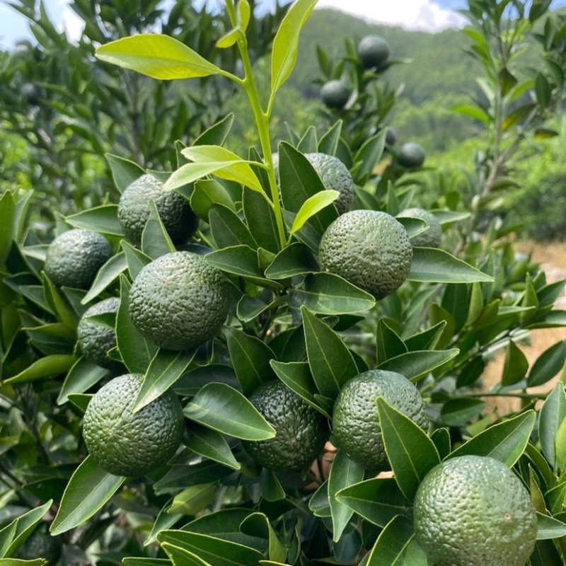 【热销】湖北精品小青柑青柑茶叶果产地一手货源欢迎采购
