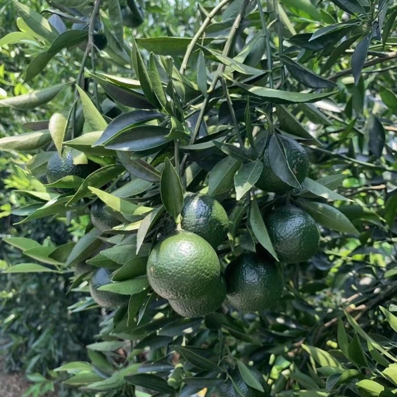 【热销】湖北精品小青柑青柑茶叶果产地一手货源欢迎采购
