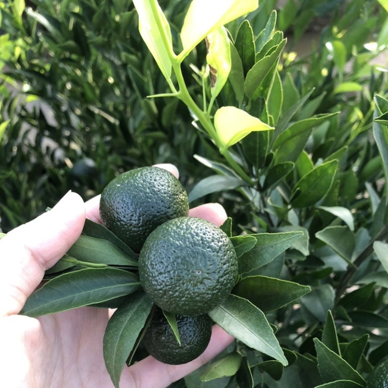 【热销】湖北精品小青柑青柑茶叶果产地一手货源欢迎采购