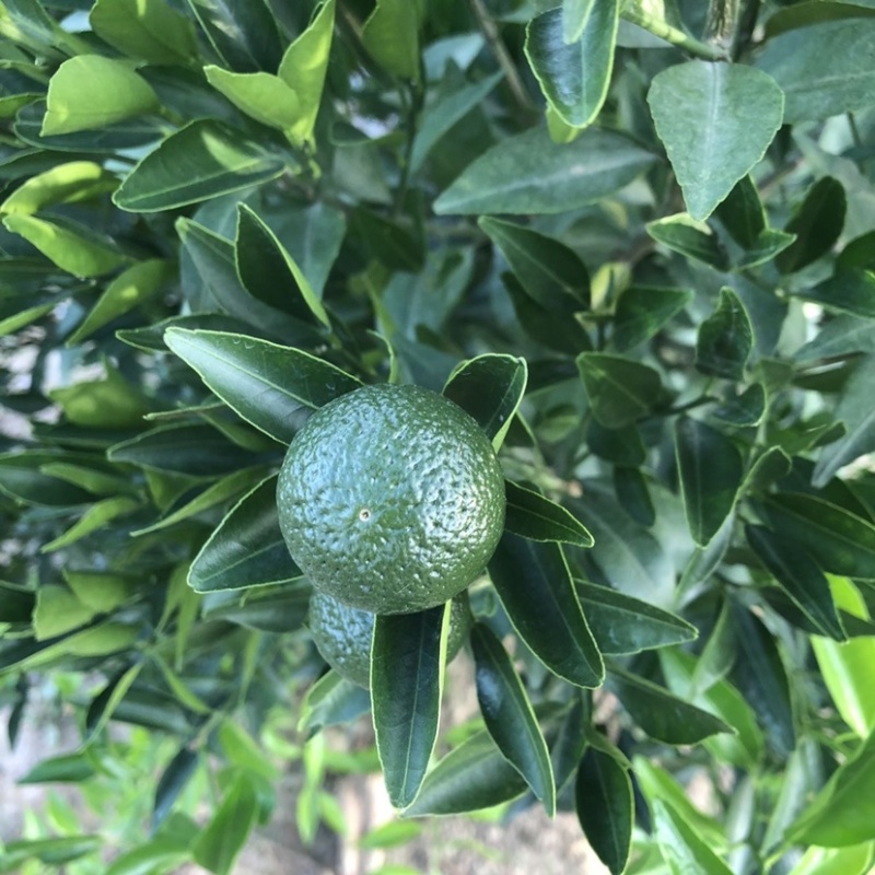 【热销】湖北精品小青柑青柑茶叶果产地一手货源欢迎采购