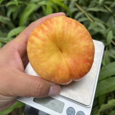 【精品】中油蟠9号油蟠桃百亩果农直销