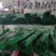种植花卉扦插杆节水灌溉微喷立杆蛙杆养殖场围网立柱晾晒杆
