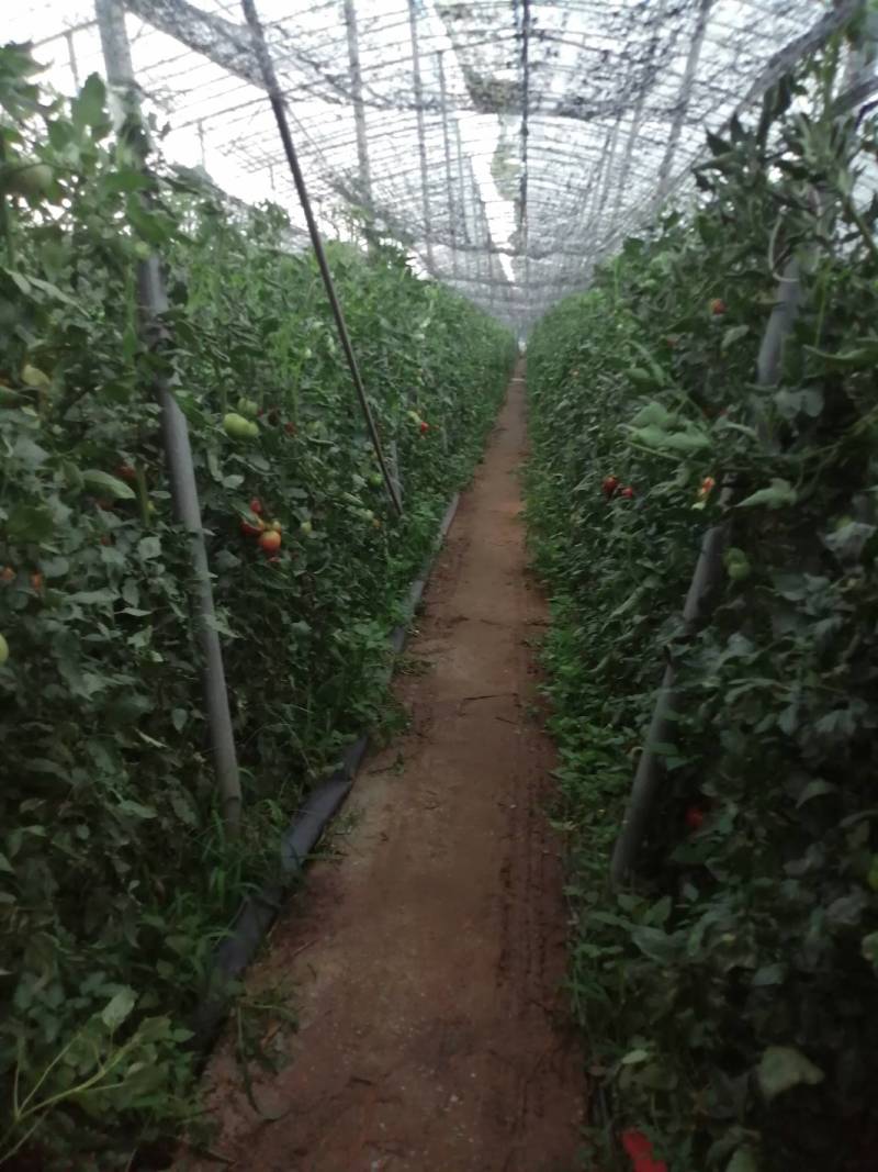 硬果，软果毛粉柿子