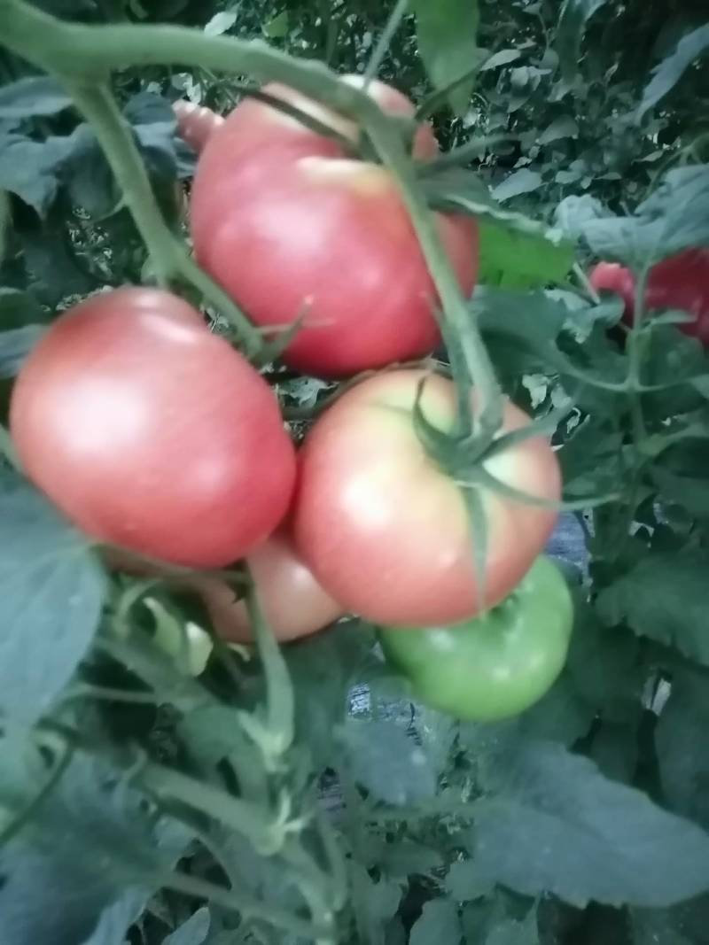 硬果，软果毛粉柿子