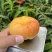 【精品】中油蟠9号油蟠桃百亩果农直销