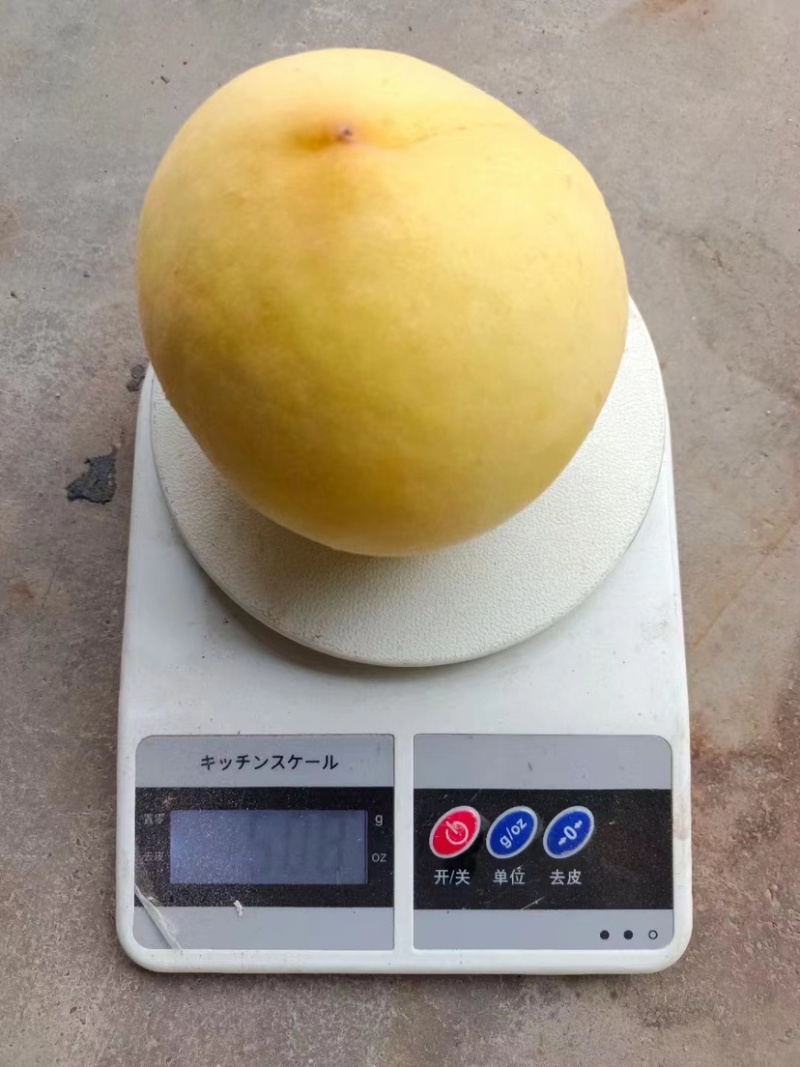 【推荐】甜黄金桃，货源充足口感脆甜即将大量上市
