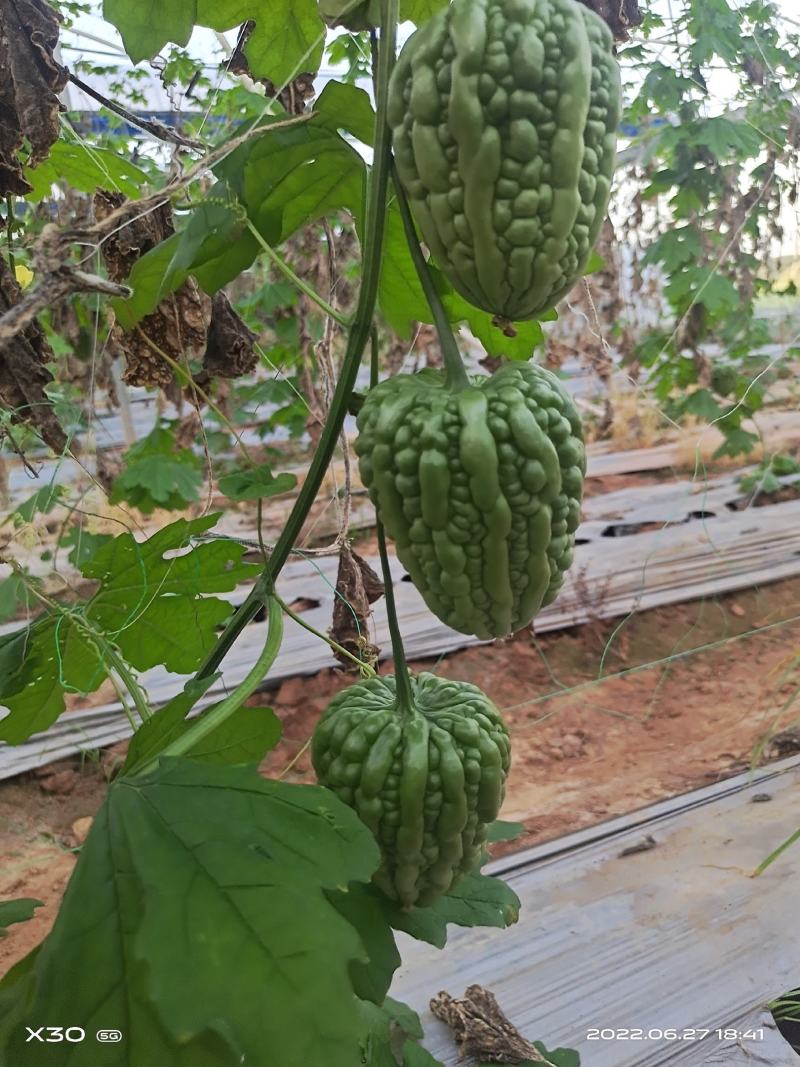 兴丰大顶苦瓜，果锥大顶形，宽平尾钝，粗大厚肉，深绿光泽。