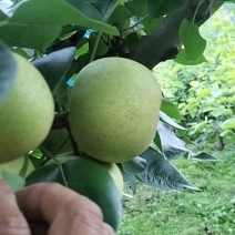 哀牢山自家种植夏雪梨大量上市
