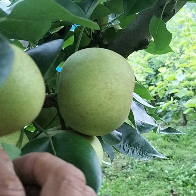 哀牢山自家种植夏雪梨大量上市