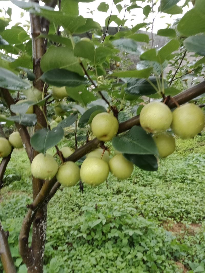 哀牢山自家种植夏雪梨大量上市