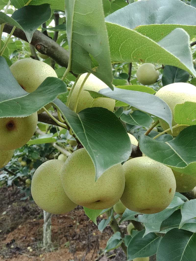 哀牢山自家种植夏雪梨大量上市