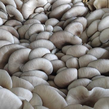 精品蘑菇平菇实力供应大棚直采价格便宜欢迎考察致电咨询