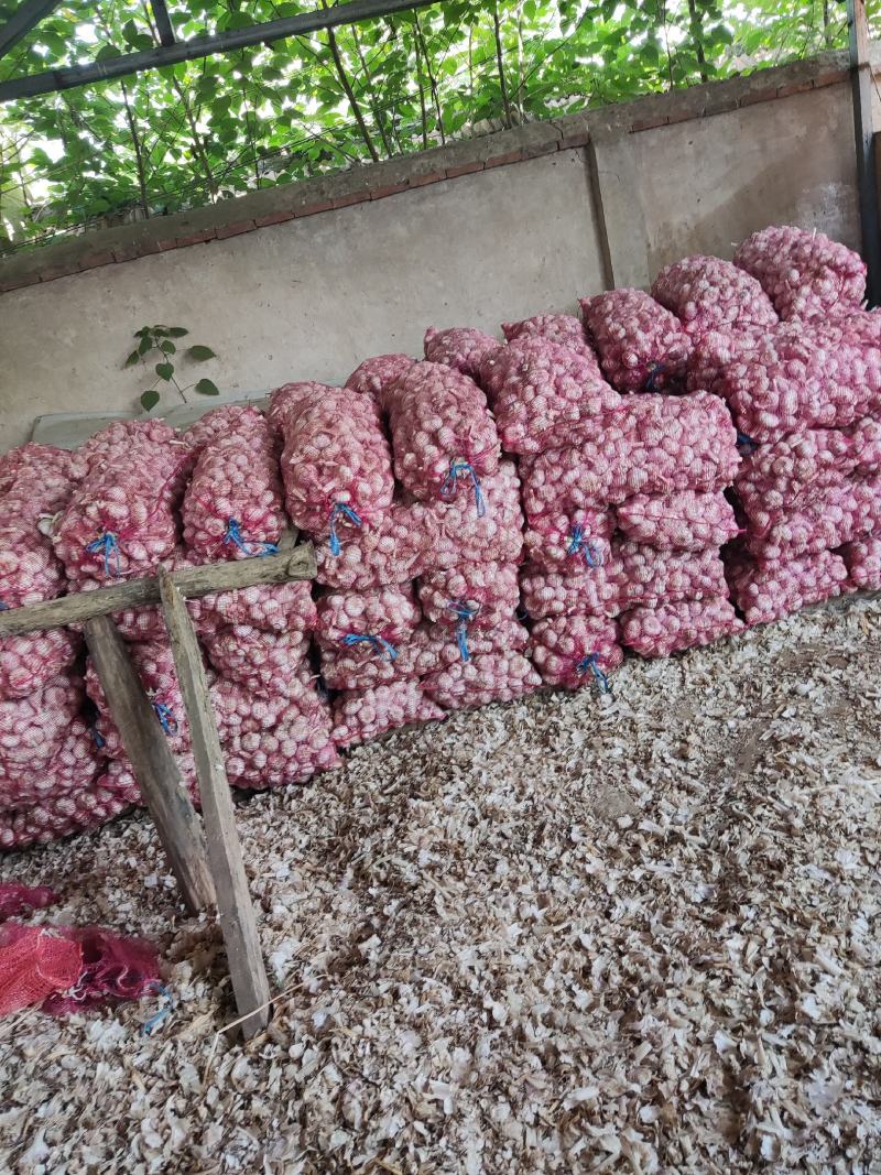大蒜，几十吨脱水八米混迹都有要的联系