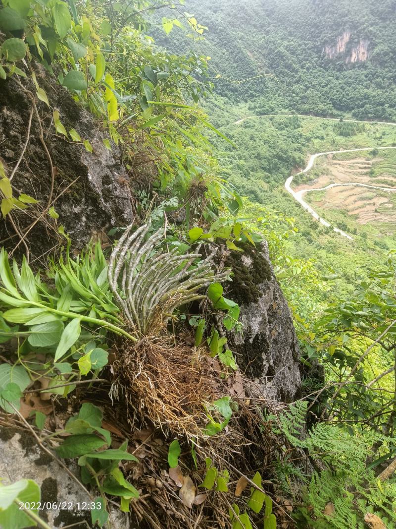 野生，玫瑰石斛