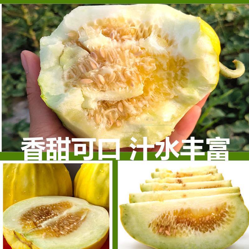 绿宝甜瓜/丑八怪甜瓜，香脆甜可口/一手货源/支持全国发货