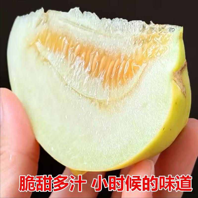 绿宝甜瓜/丑八怪甜瓜，香脆甜可口/一手货源/支持全国发货
