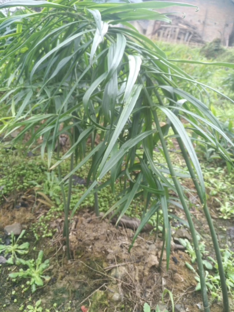 黄精苗子种子马上上市需要的联系