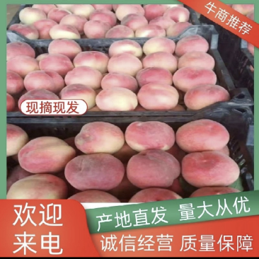 河北突围毛桃-油桃大量上市中货源充足-价格实惠速联系