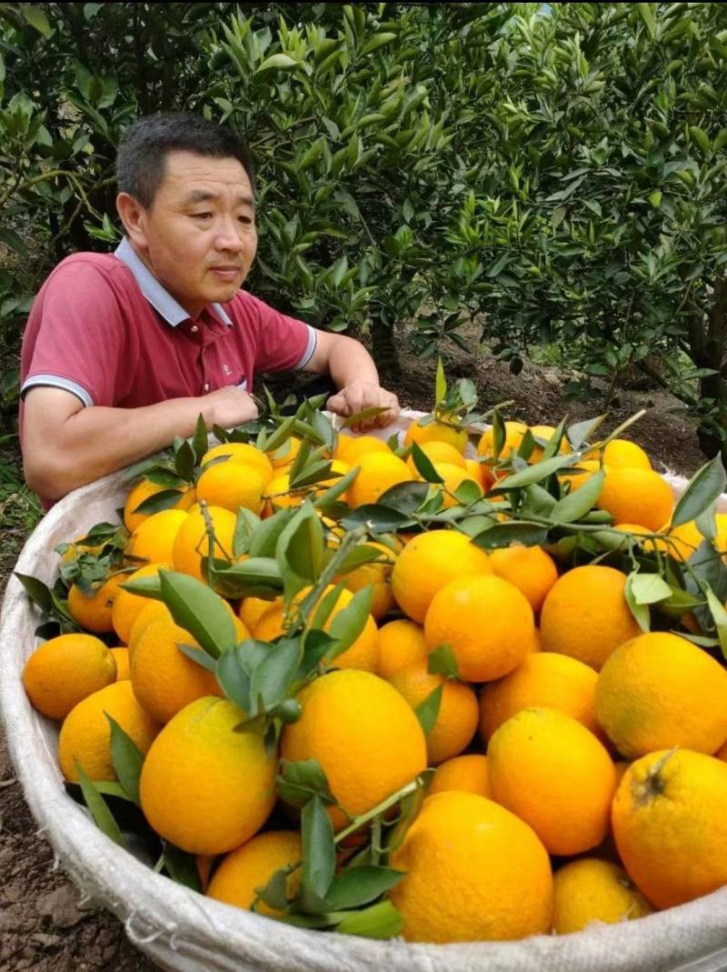 湖北秭归夏橙果园直供地头看货按需采摘欢迎咨询选购