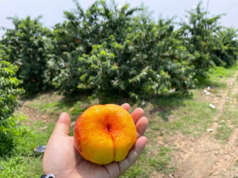 【精品】中油蟠9号油蟠桃百亩果农直销