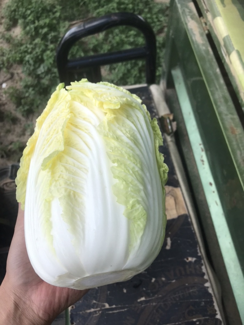 娃娃菜